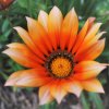 Gazania rigens